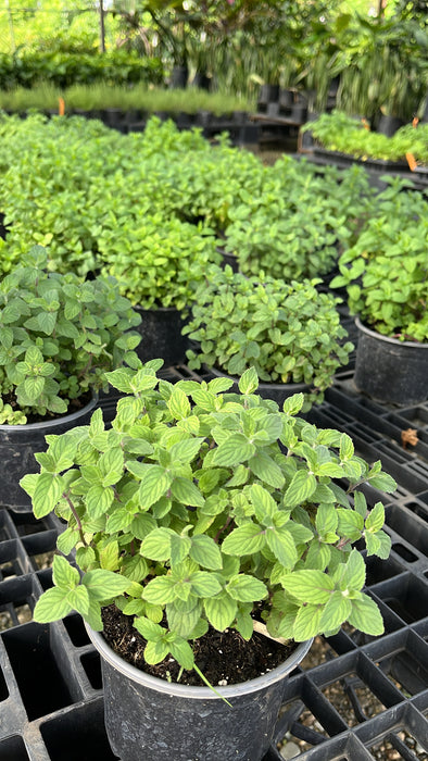 Menta