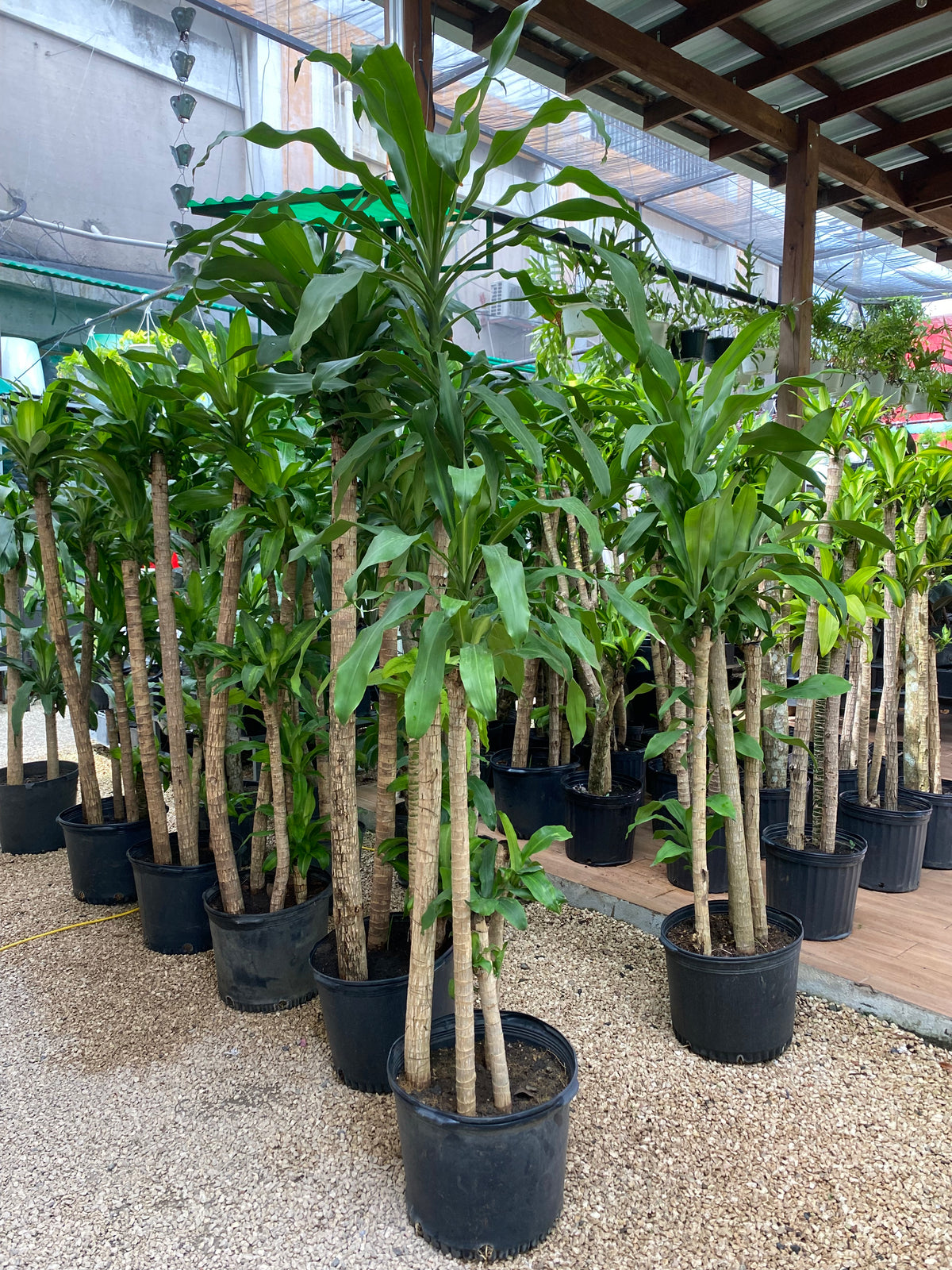 palma de brasil planta Palo de Brasil