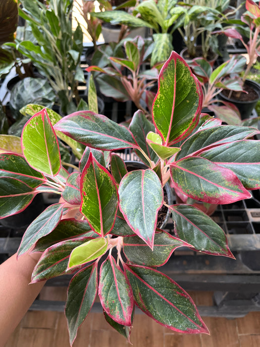 Aglaonema