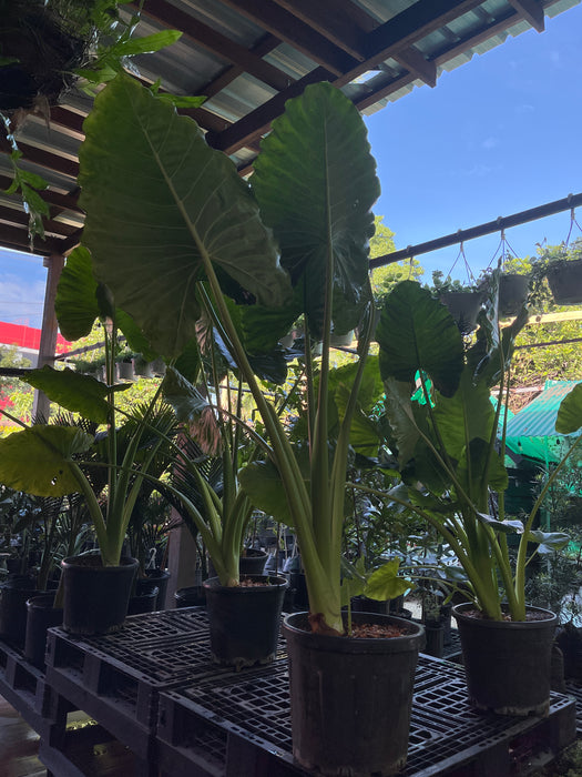 Alocasia Gigante (Yautia Verde)