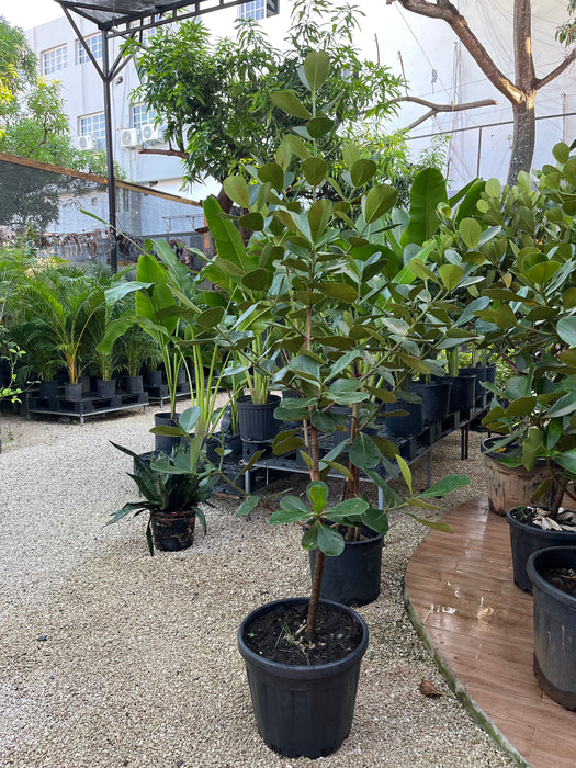 Copey Rosea — Ambientaza