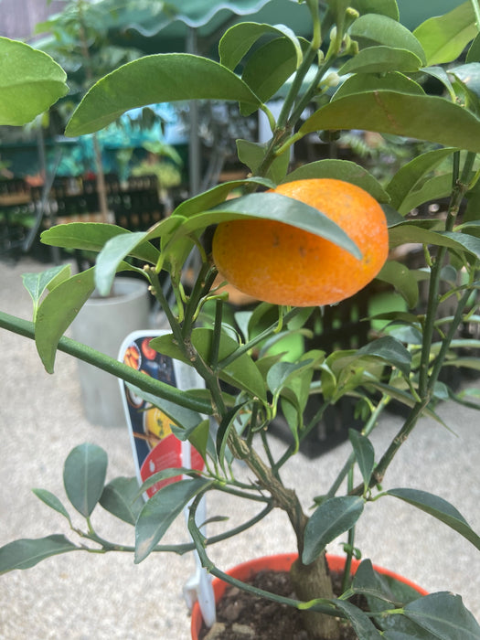 Ophelia kumquat