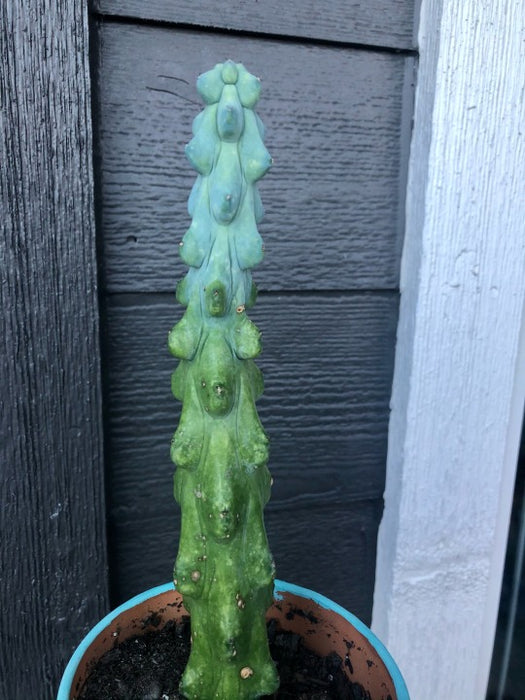 Cactus Garambullo