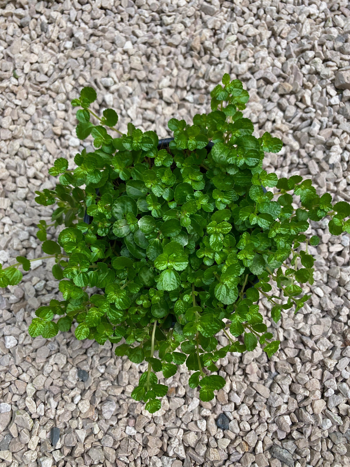 Orejita de ratón (tarro) — Ambientaza
