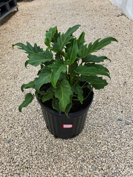 philodendron xanadu nombre común Philodendro Xanadu — Ambientaza