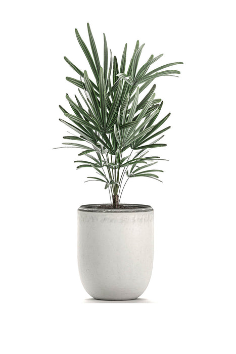 palma rafia planta Palma Rafia