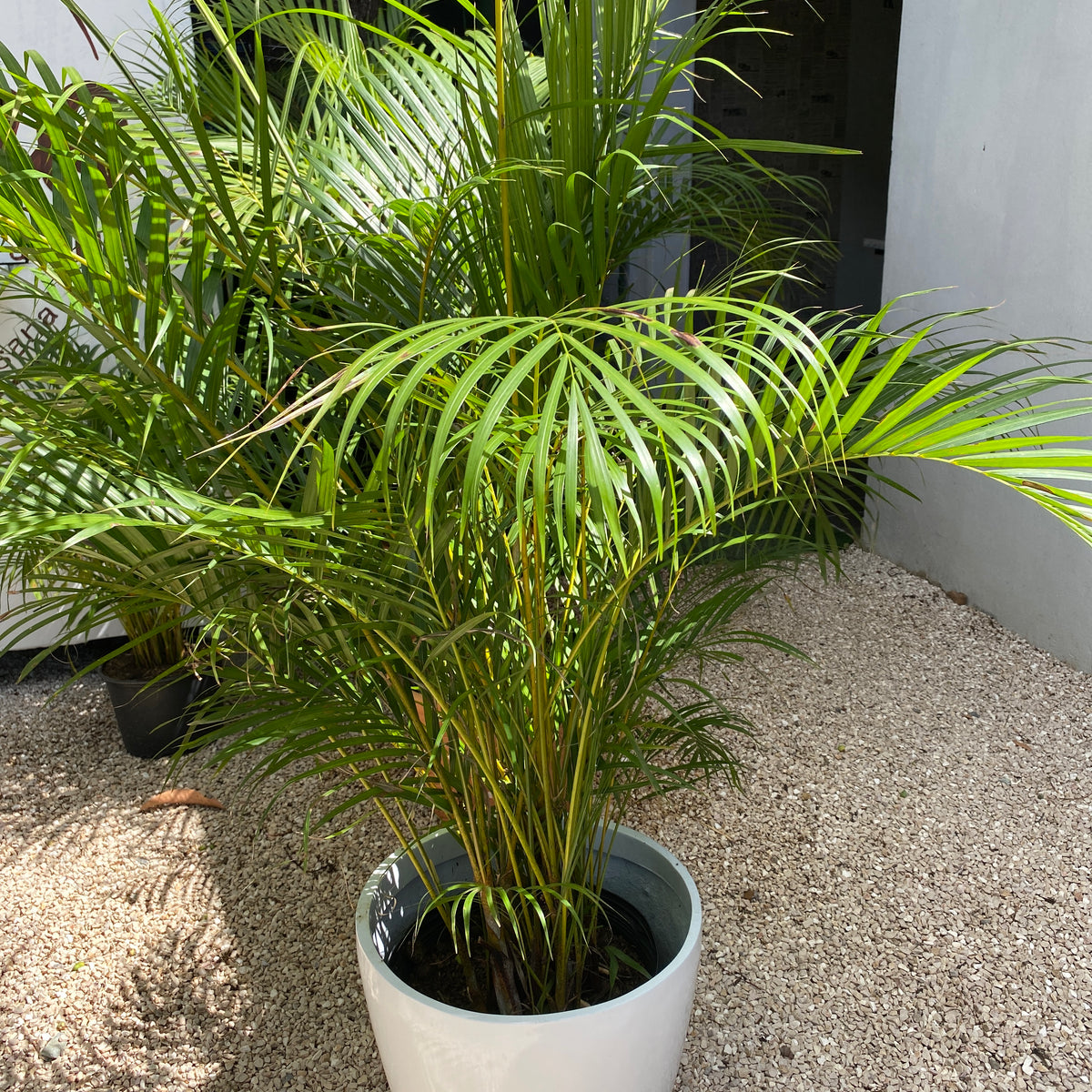 precio de palma areca Palma Areca — Ambientaza