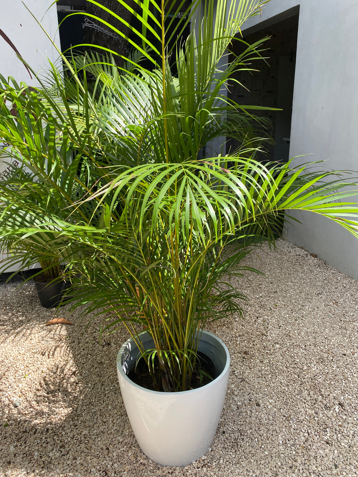la palma areca Palma Areca