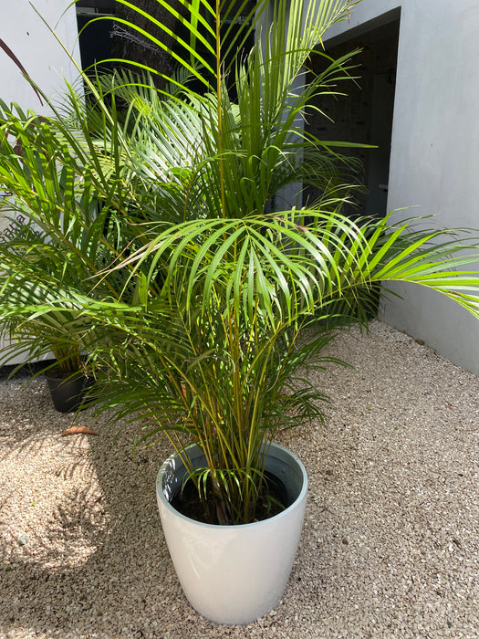 palma areca interior Palma Areca