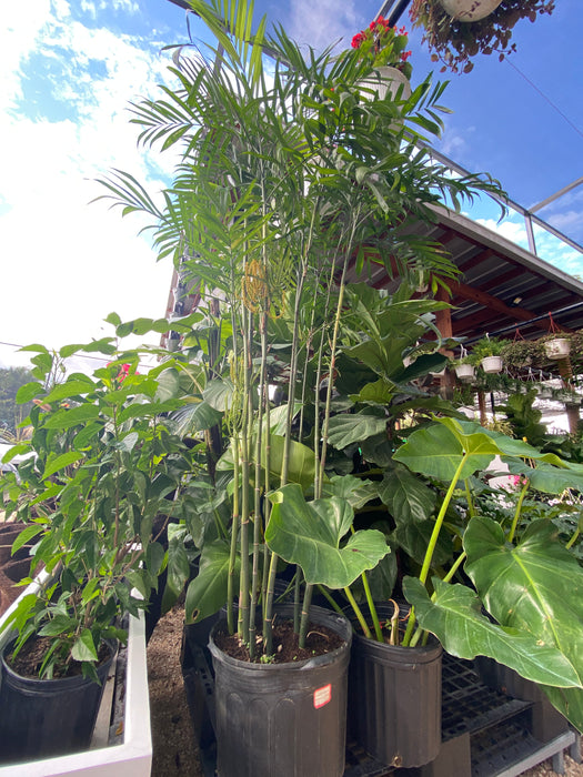 Palma Bambu