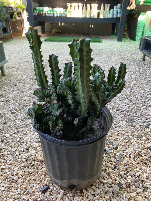 Cactus Huesos de Dragon