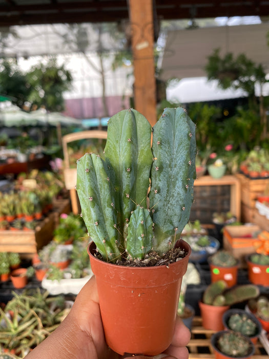 Cactus Garambullo